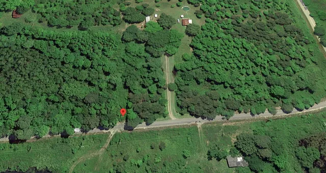 a view of a lush green forest
