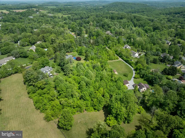 a view of a lush green forest