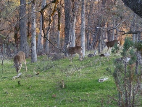 13618 Fern Road East Whitmore, CA 96096 - Photo 38 of 39 Deer visitors