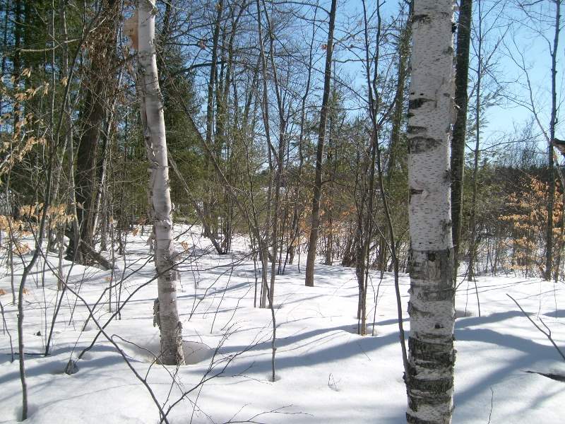 3560 Phelps Road Northeast Kalkaska, MI 49646 - Photo 56 of 89 1858386-56.JPG