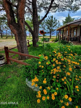 a view of a yard with plants and large trees