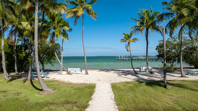 a view of a yard with plants and trees