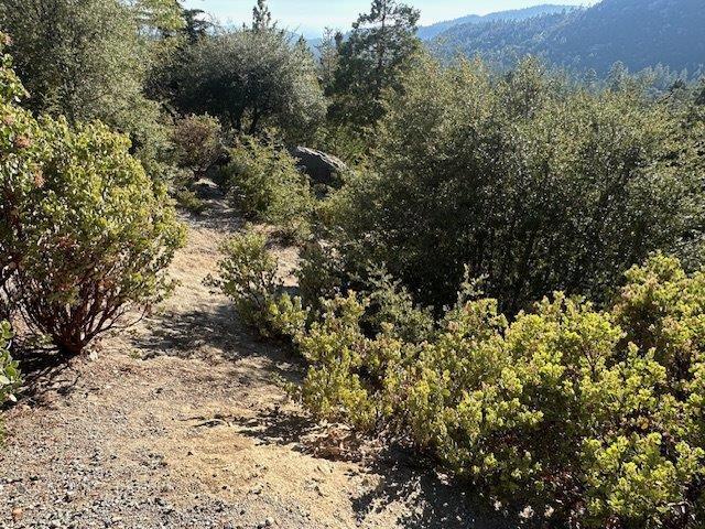 0 Howland Road Idyllwild, CA 92549 - Photo 9 of 16 a view of a forest with a tree
