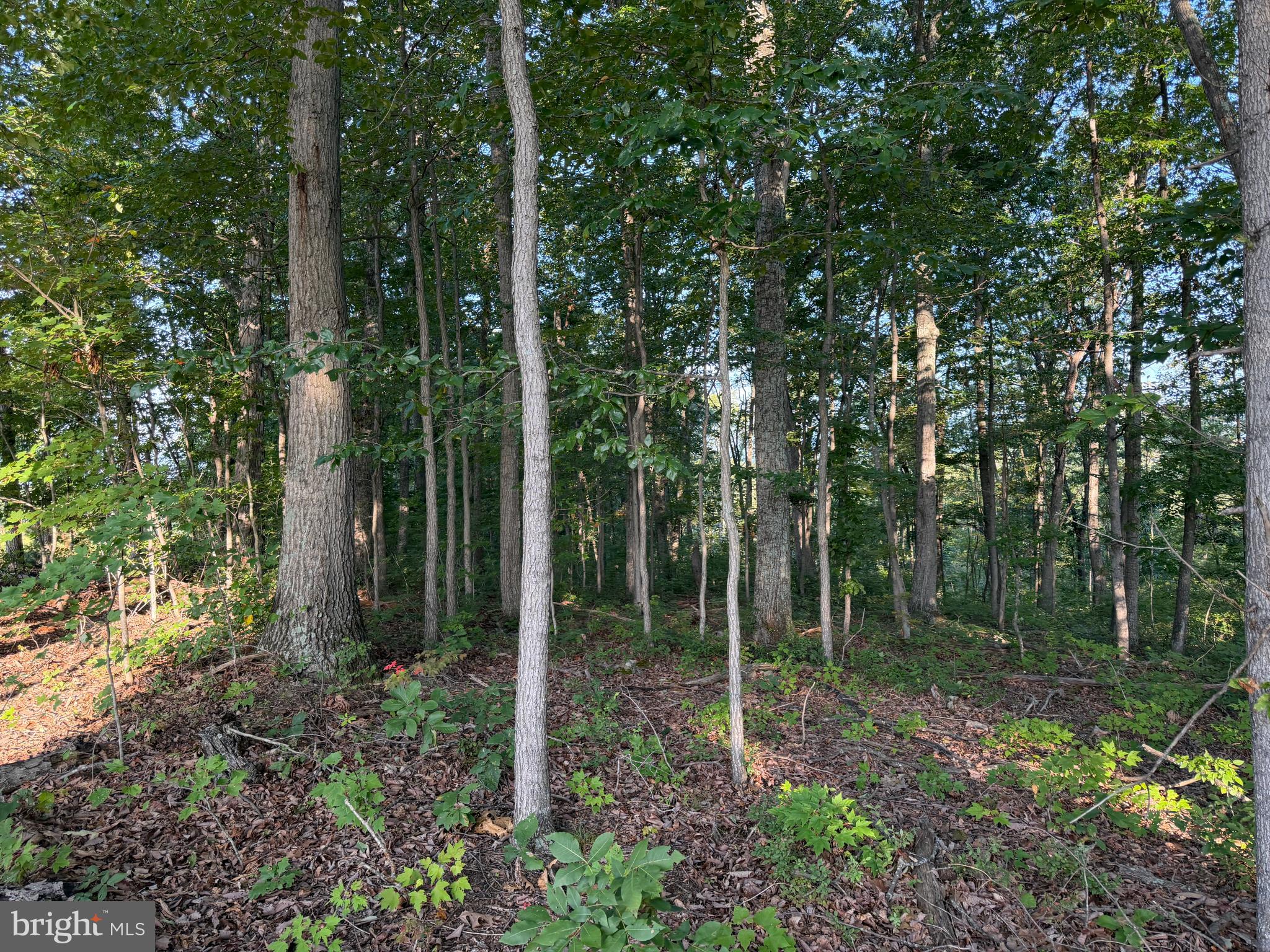 2 158.43 /- Acres Laurel Grove Road Winchester, VA 22602 - Photo 20 of 37 Gallery Image 20