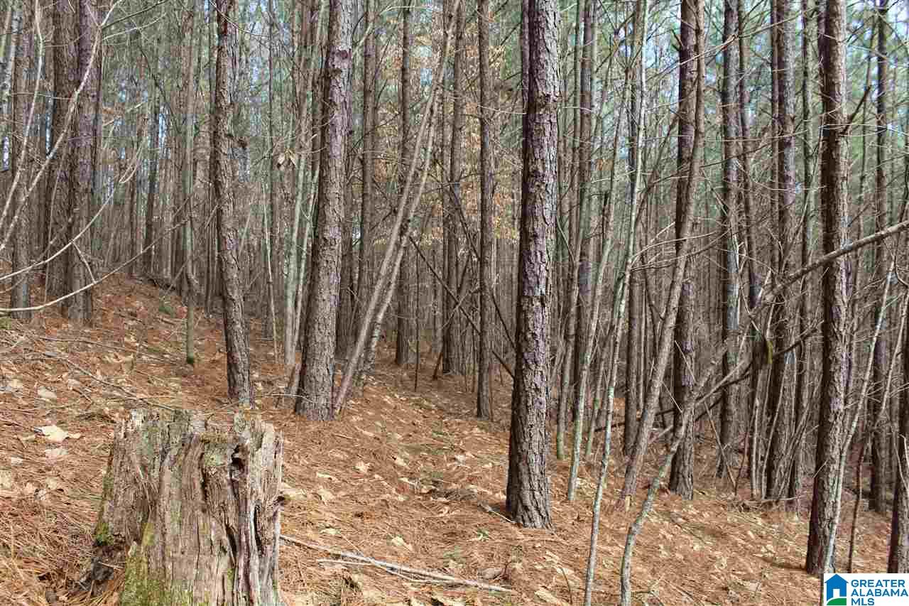 0 County Road 893 Heflin, AL 36264 - Photo 14 of 17