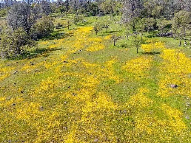 27655 Wildcat Road Shingletown, CA 96088 - Photo 11 of 21