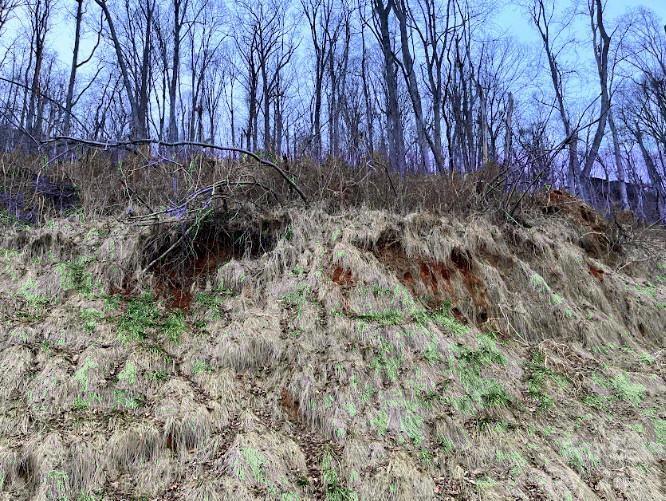 a view of backyard and tree