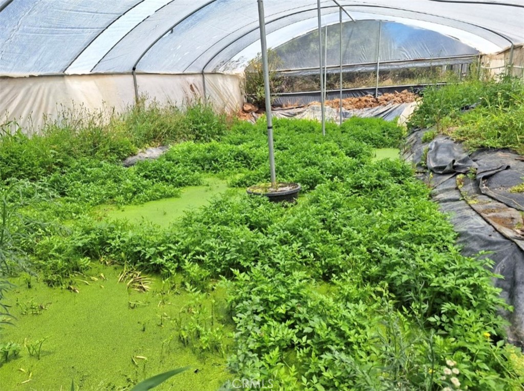 41790 Jay Dee Lane Anza, CA 92539 - Photo 9 of 22 a view of a backyard with plants