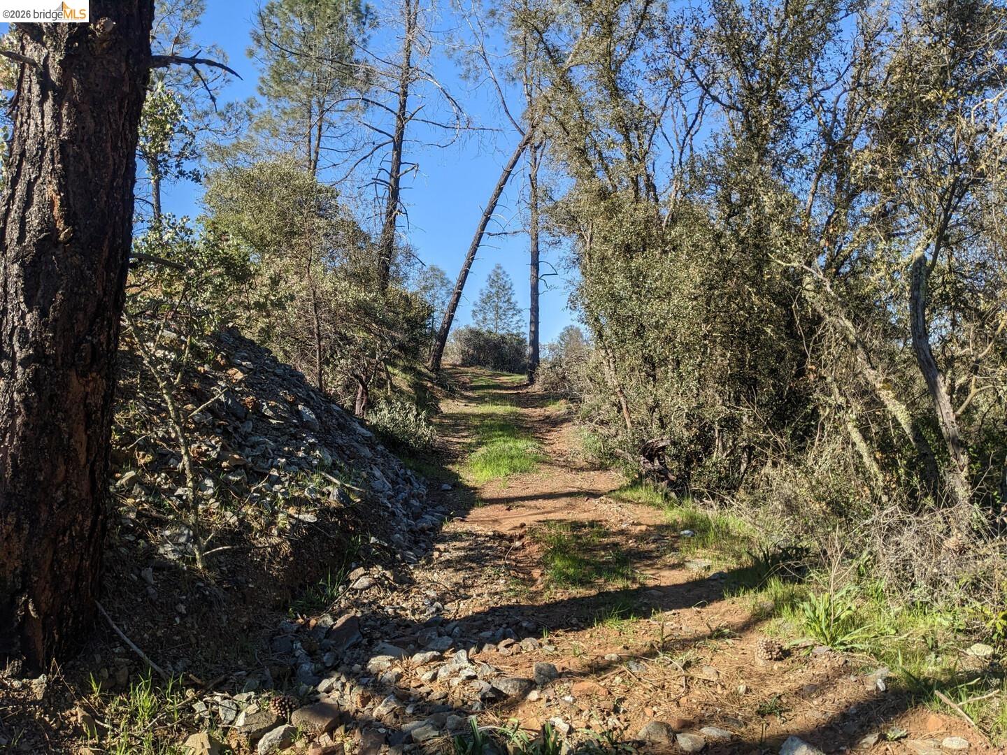 4095 Green Valley Road Rescue, CA 95672 - Photo 24 of 31 a yard with tall trees