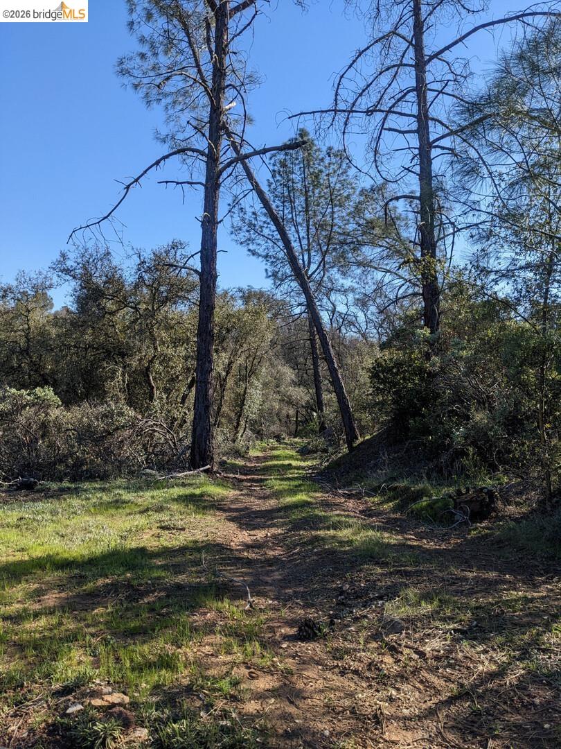 4095 Green Valley Road Rescue, CA 95672 - Photo 31 of 31 a view of a yard with a tree