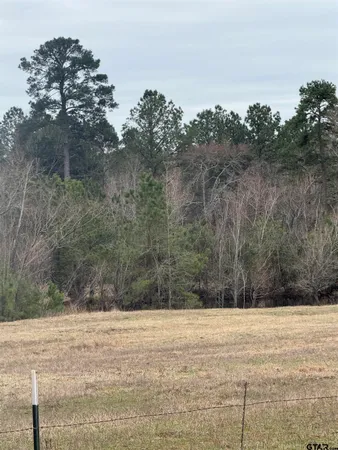 a view of a yard with trees