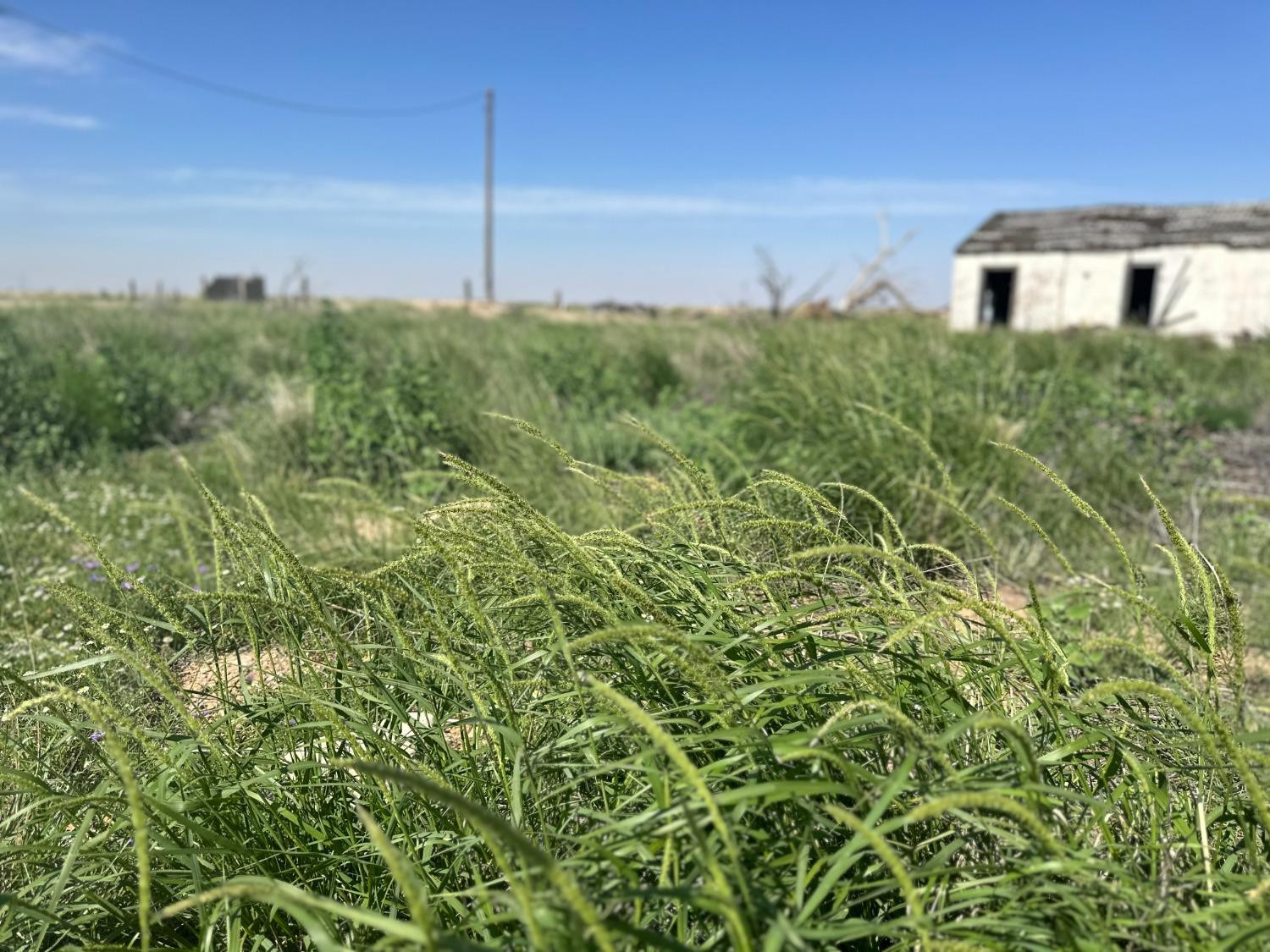 0 Norway Road Levelland, TX 79336 - Photo 4 of 10 Photo 4