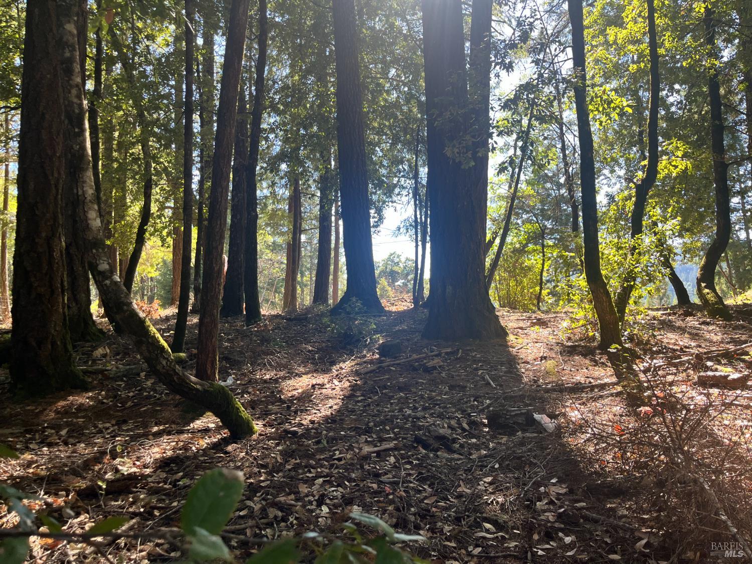25201 Sherwood Road Willits, CA 95490 - Photo 4 of 5 a backyard of a house with lots of green space