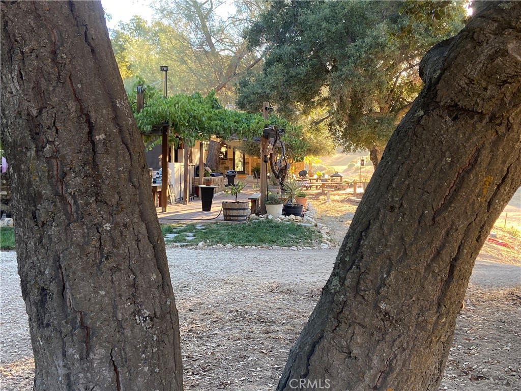 63123 Lockwood San Lucas Road Lockwood, CA 93932 - Photo 25 of 63 a view of a yard with plants and a large tree
