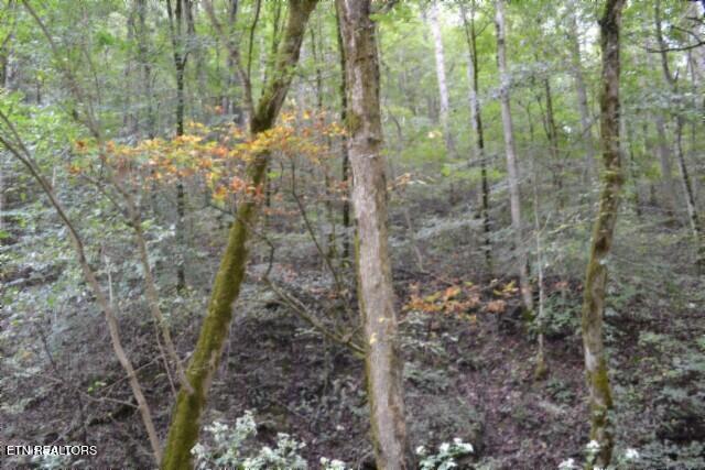 10.28-ac Campbell Hill Road Gainesboro, TN 38562 - Photo 3 of 44 DSC_0060