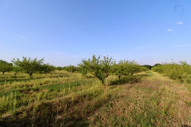 a view of a field of grass and trees
