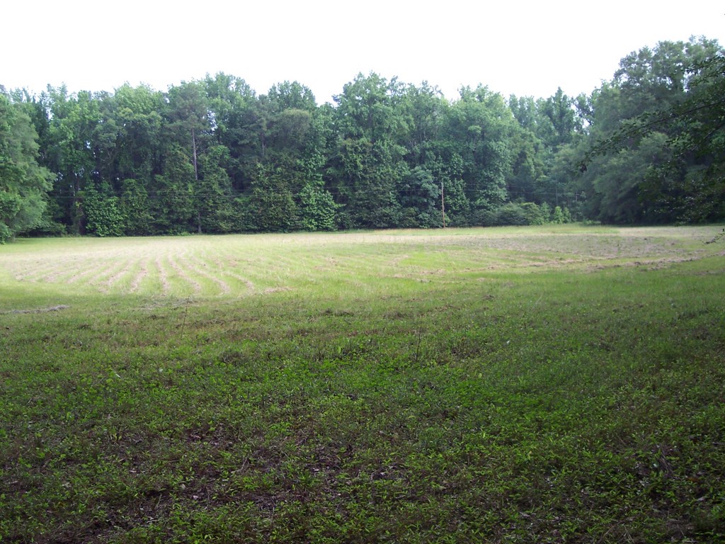 0 Chestnut Grove Road Shiloh, GA 31826 - Photo 2 of 19 pasture