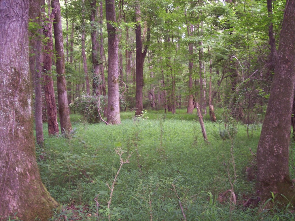 0 Chestnut Grove Road Shiloh, GA 31826 - Photo 5 of 19