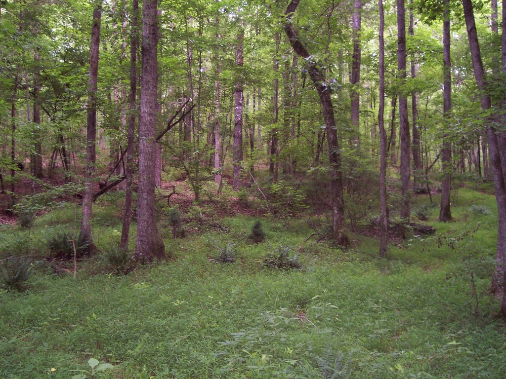 0 Chestnut Grove Road Shiloh, GA 31826 - Photo 6 of 19