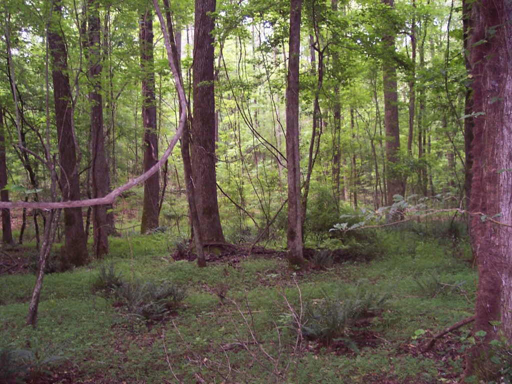 0 Chestnut Grove Road Shiloh, GA 31826 - Photo 7 of 19