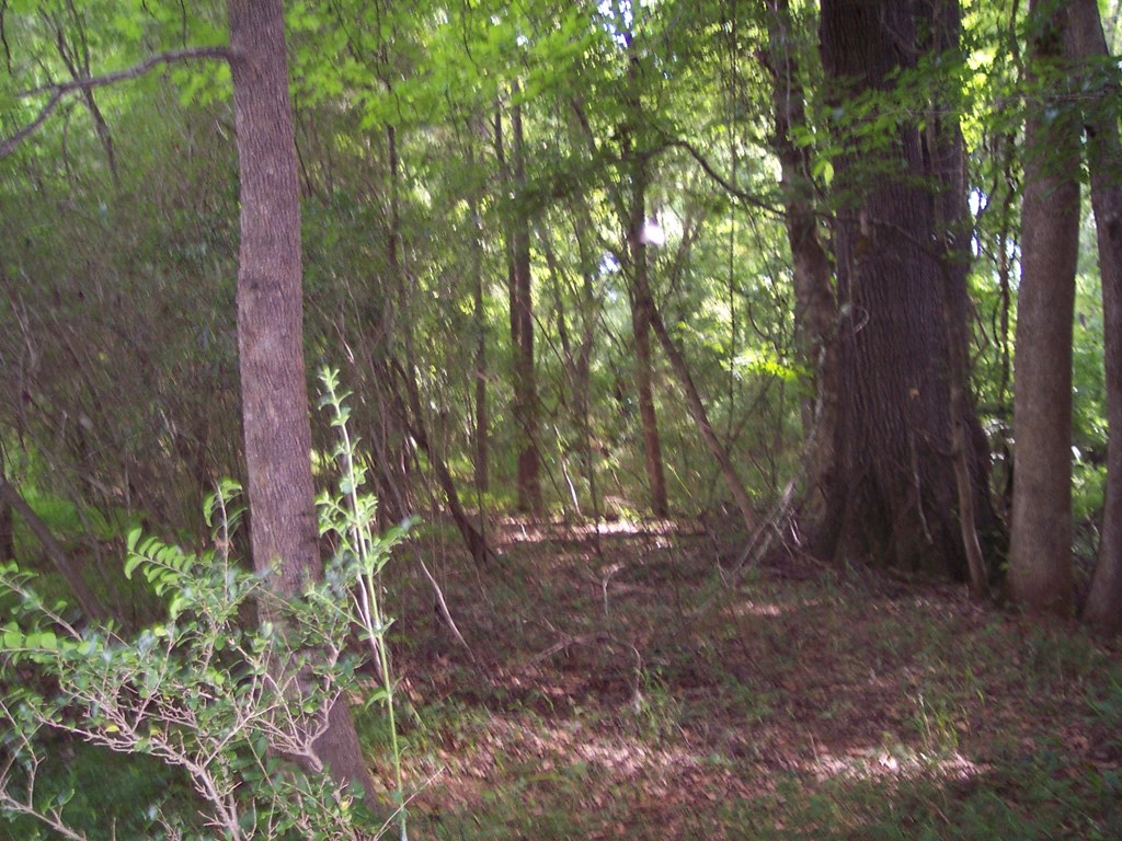 0 Chestnut Grove Road Shiloh, GA 31826 - Photo 9 of 19