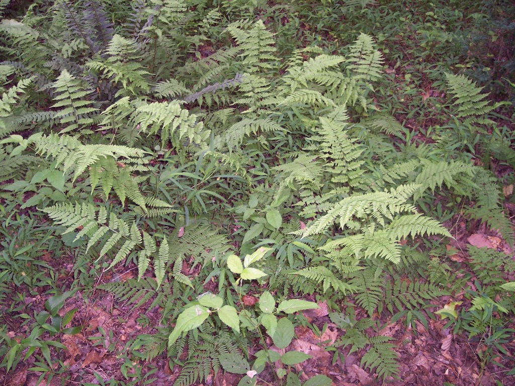 0 Chestnut Grove Road Shiloh, GA 31826 - Photo 10 of 19 ferns