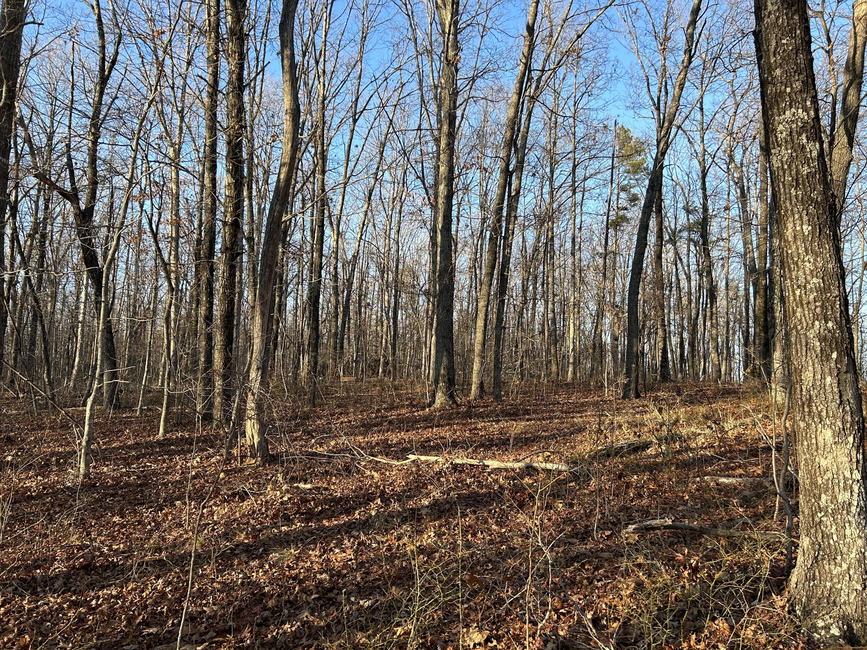 1795 Ritchie Ridge Lane Soddy Daisy, TN 37379 - Photo 8 of 8 IMG_8066