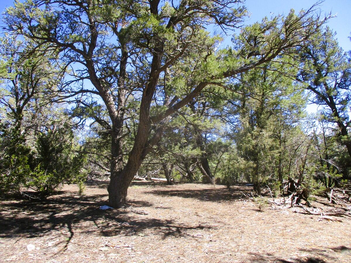 Lot 5 Copperweed Road Ramah, NM 87321 - Photo 42 of 88 Gallery Image 42