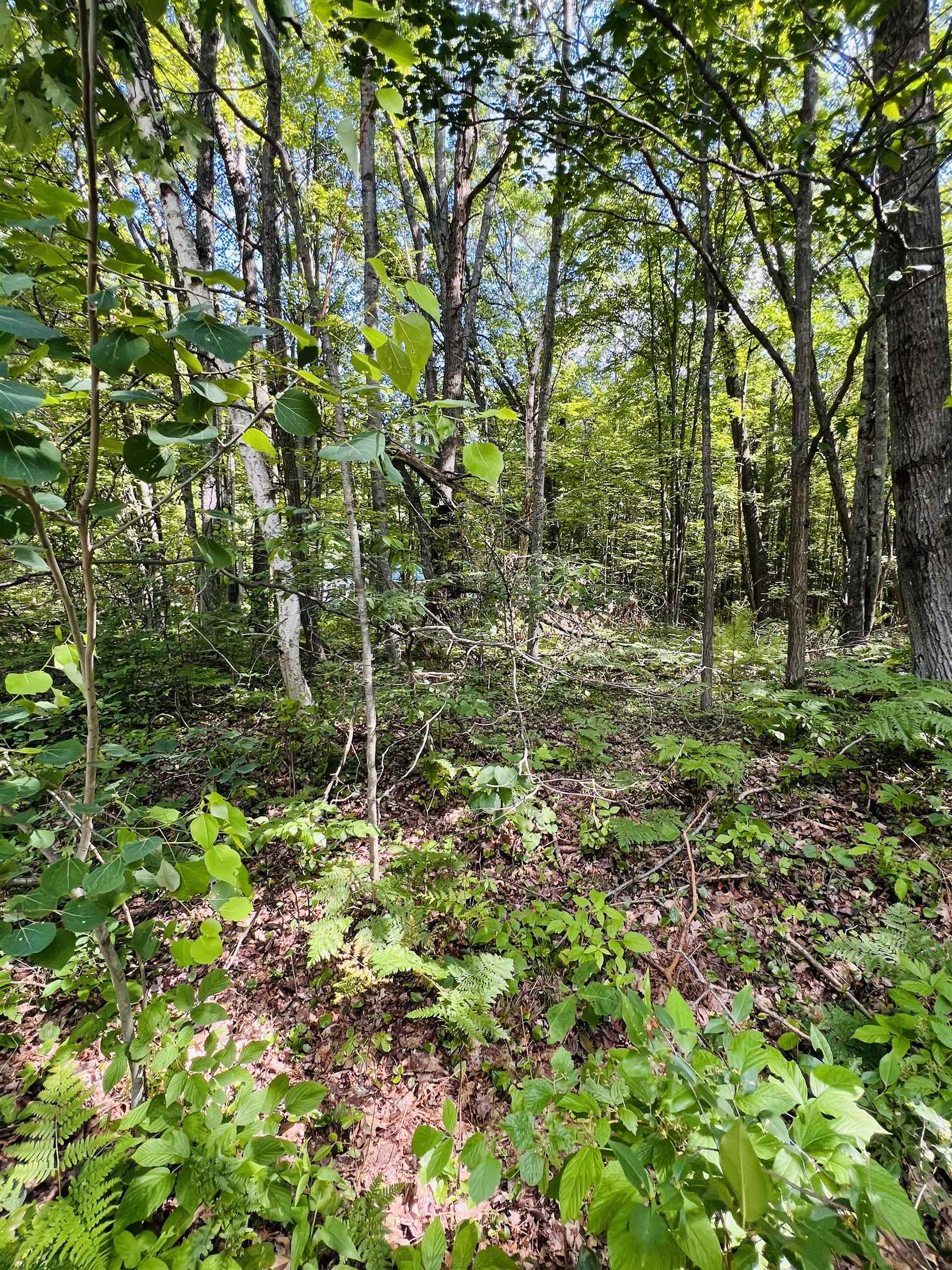 Lot 789 Redwine Roscommon, MI 48653 - Photo 5 of 7 1947301-2720e058-ce19-41ca-8f10-57e10470ba4e.JPG
