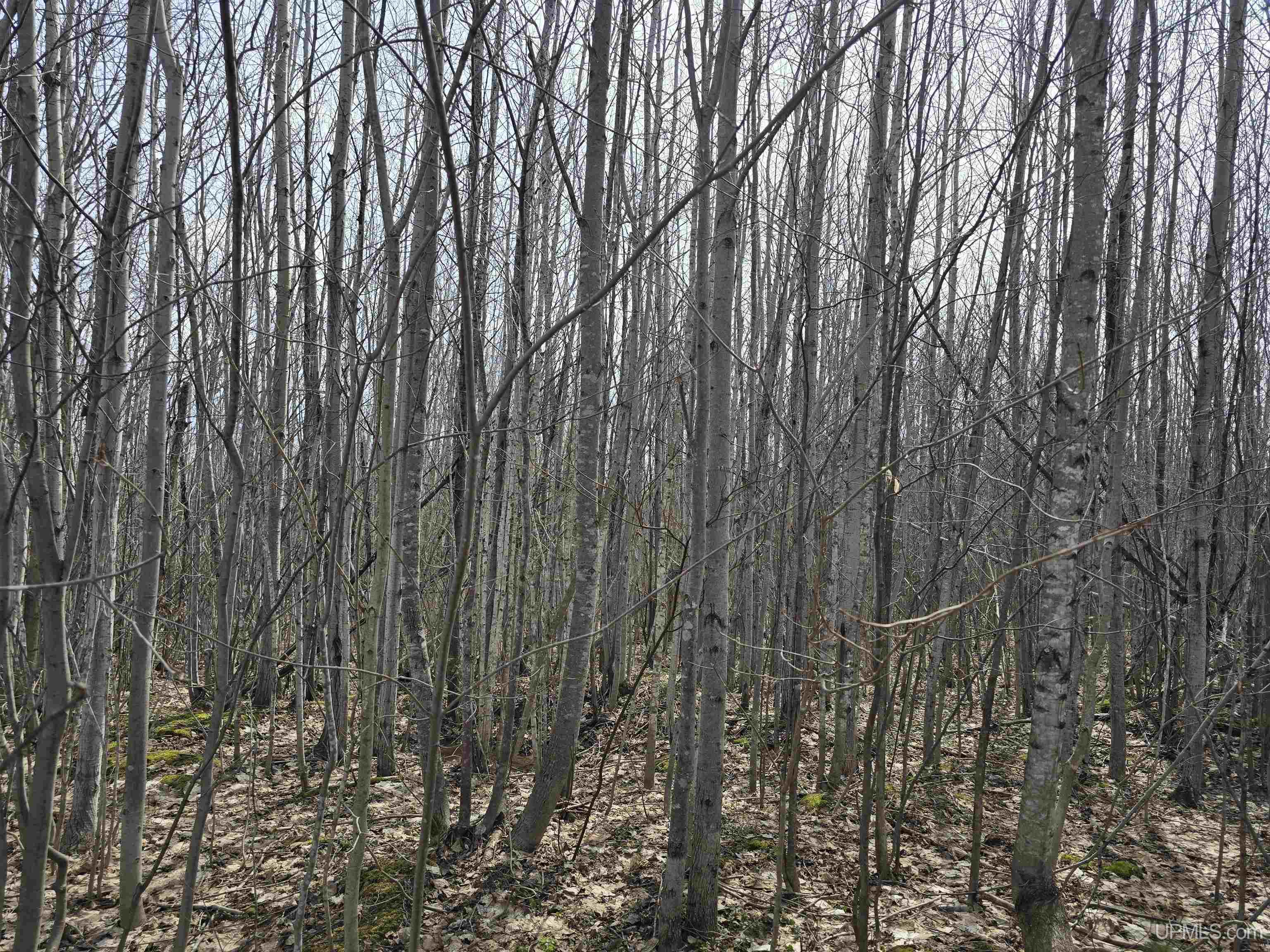 Tbd Woodspur Road Ontonagon, MI 49953 - Photo 28 of 46