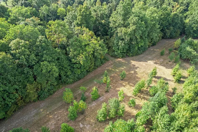 a view of a garden with plants