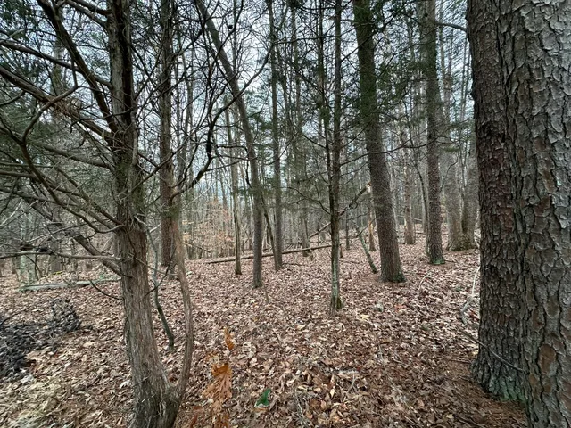 a view of a forest filled with trees