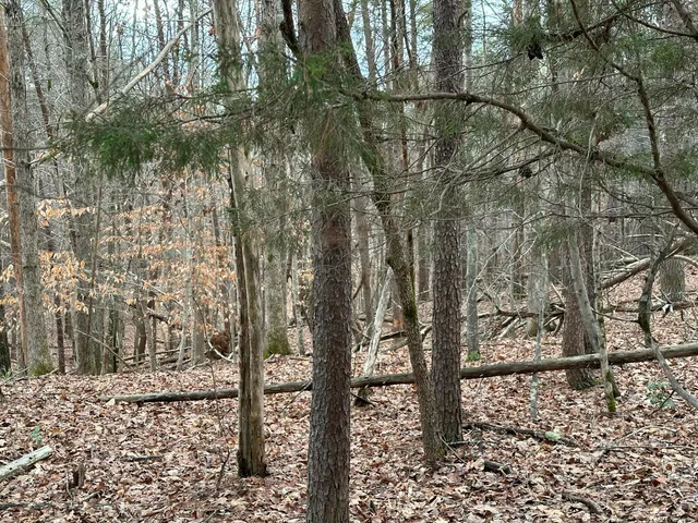a view of a forest with trees