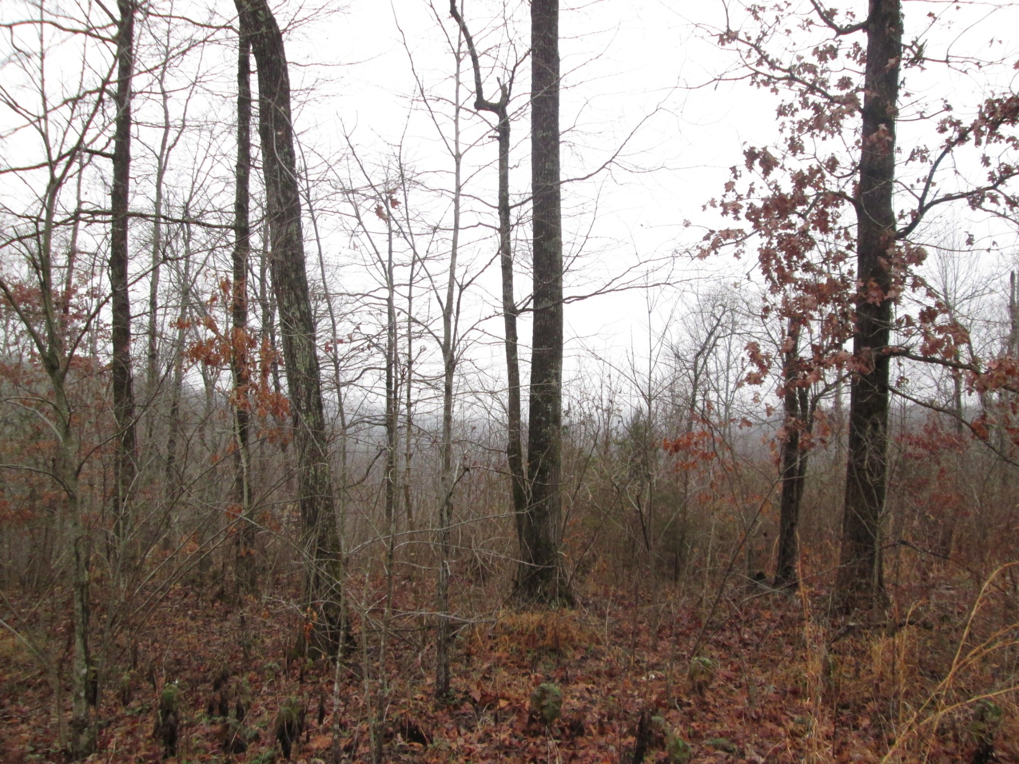 367 Coconut Ridge Road Smithville, TN 37166 - Photo 2 of 2 Gallery Image 2