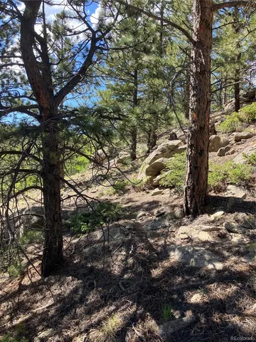 a view of a tree in a yard