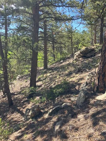 a view of a yard with plants and a large tree