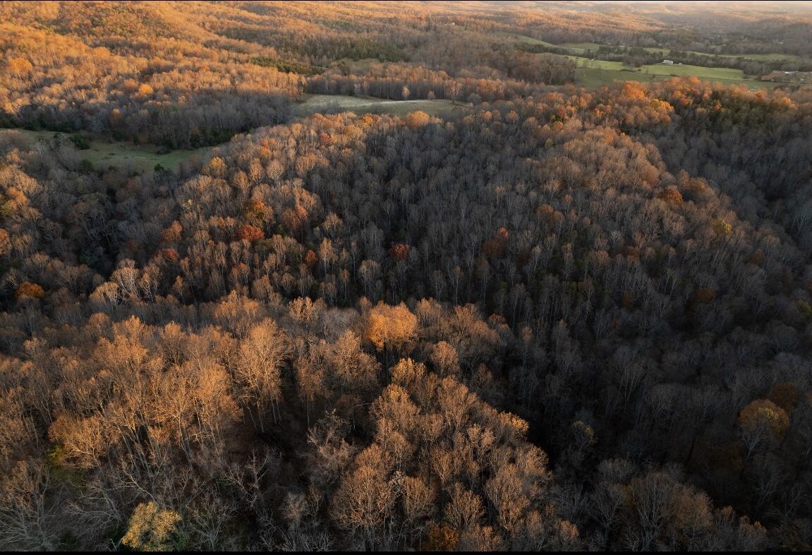 305 County Line Road Buchanan, VA 24066 - Photo 10 of 18 butch 10