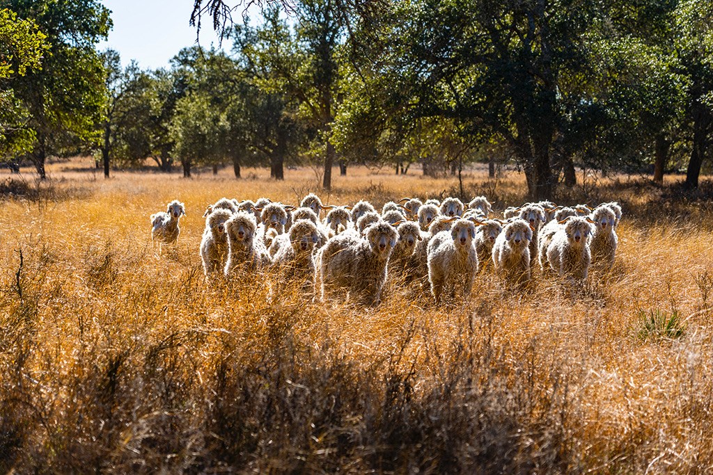 855 Lindig Ranch Road Stonewall, TX 78671 - Photo 41 of 43