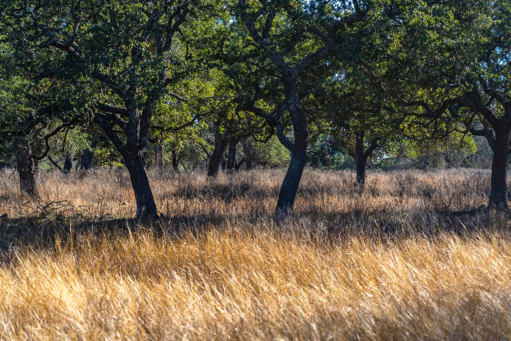 855 Lindig Ranch Road Stonewall, TX 78671 - Photo 42 of 43