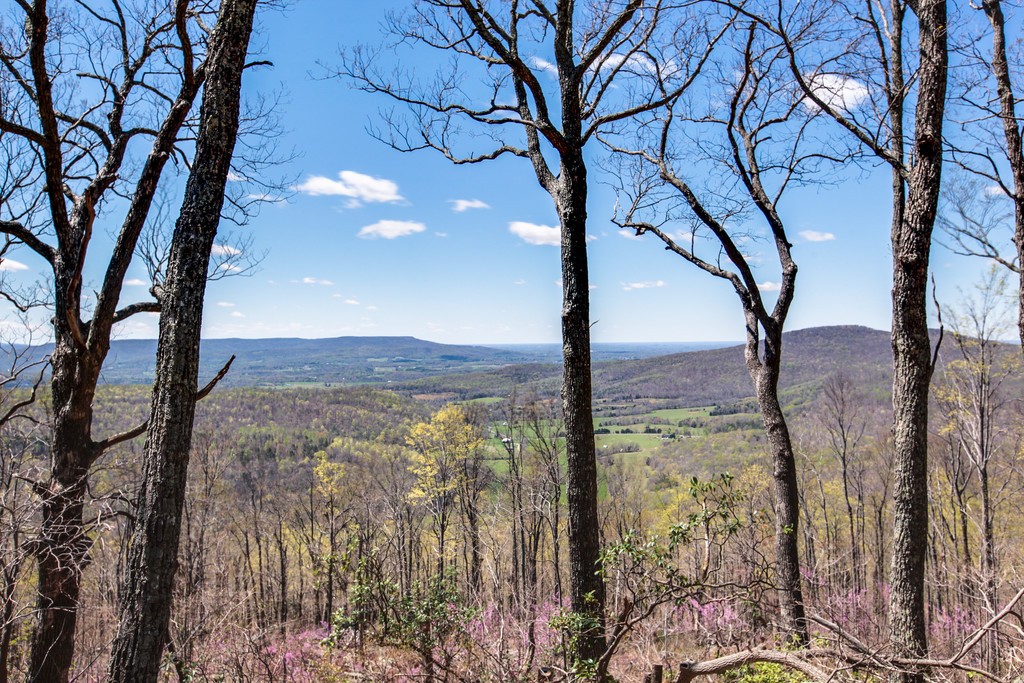7 Long Mountain Road McMinnville, TN 37110 - Photo 54 of 62 a view of a yard with a tree in the background