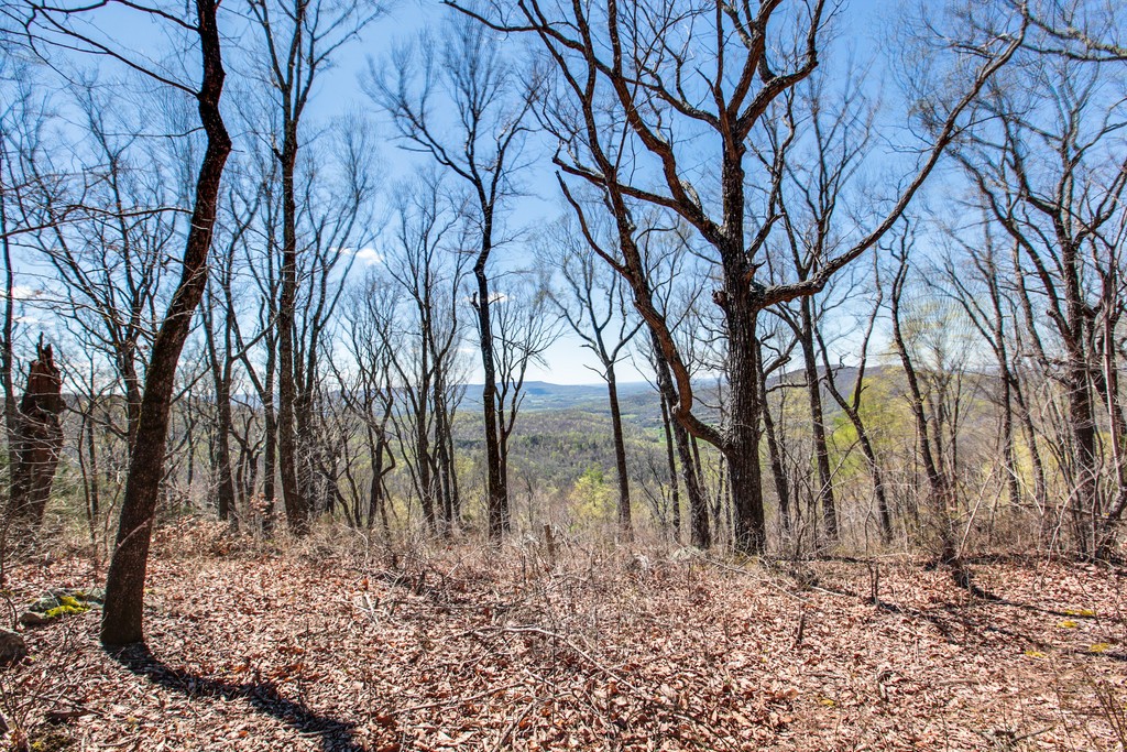7 Long Mountain Road McMinnville, TN 37110 - Photo 59 of 62 a view of a yard with trees