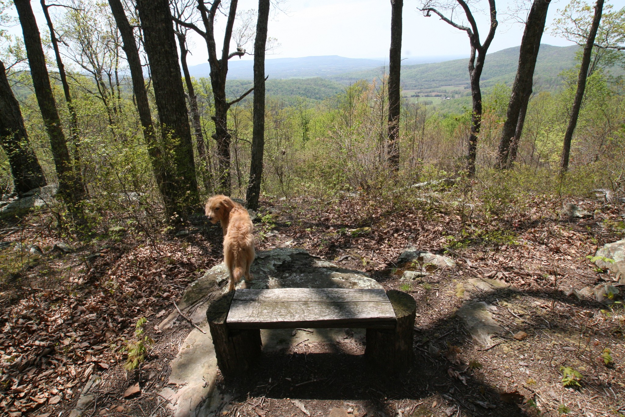 7 Long Mountain Road McMinnville, TN 37110 - Photo 7 of 62