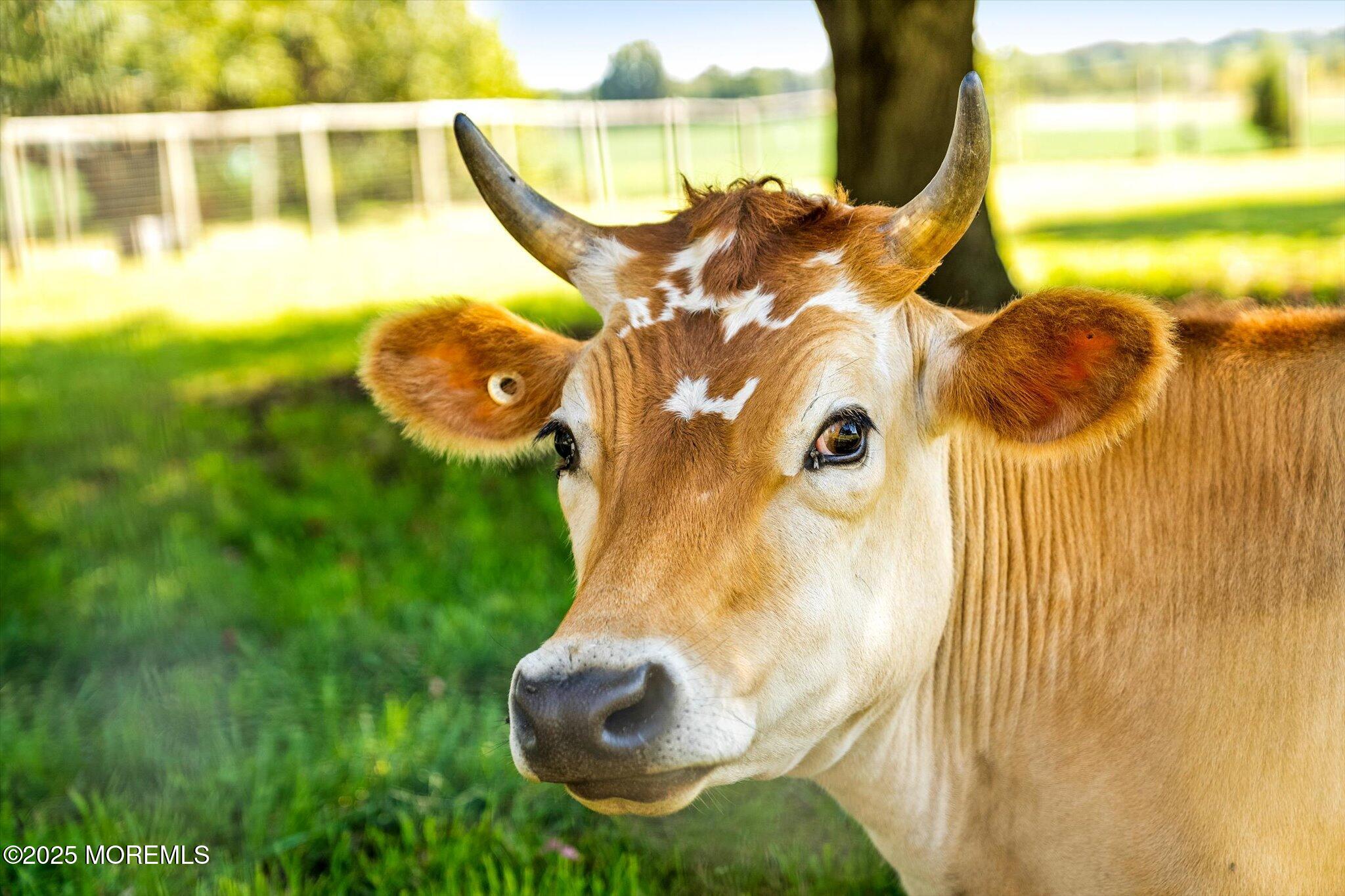 537 Chesterfield Arneytown Road Chesterfield, NJ 08515 - Photo 73 of 89 19-537_Arneytown_Chesterfield_Rd-19