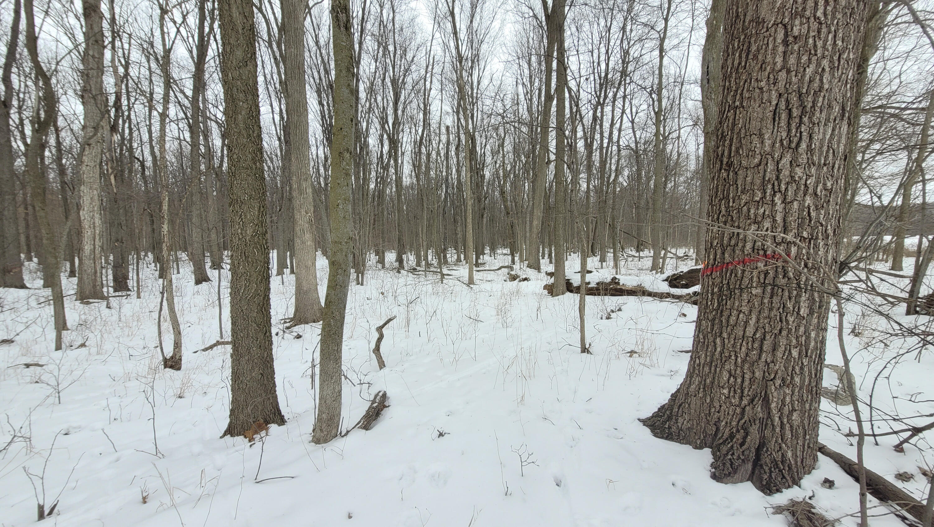 368 Cranson Road Bronson, MI 49028 - Photo 18 of 23 16-20260124_150948