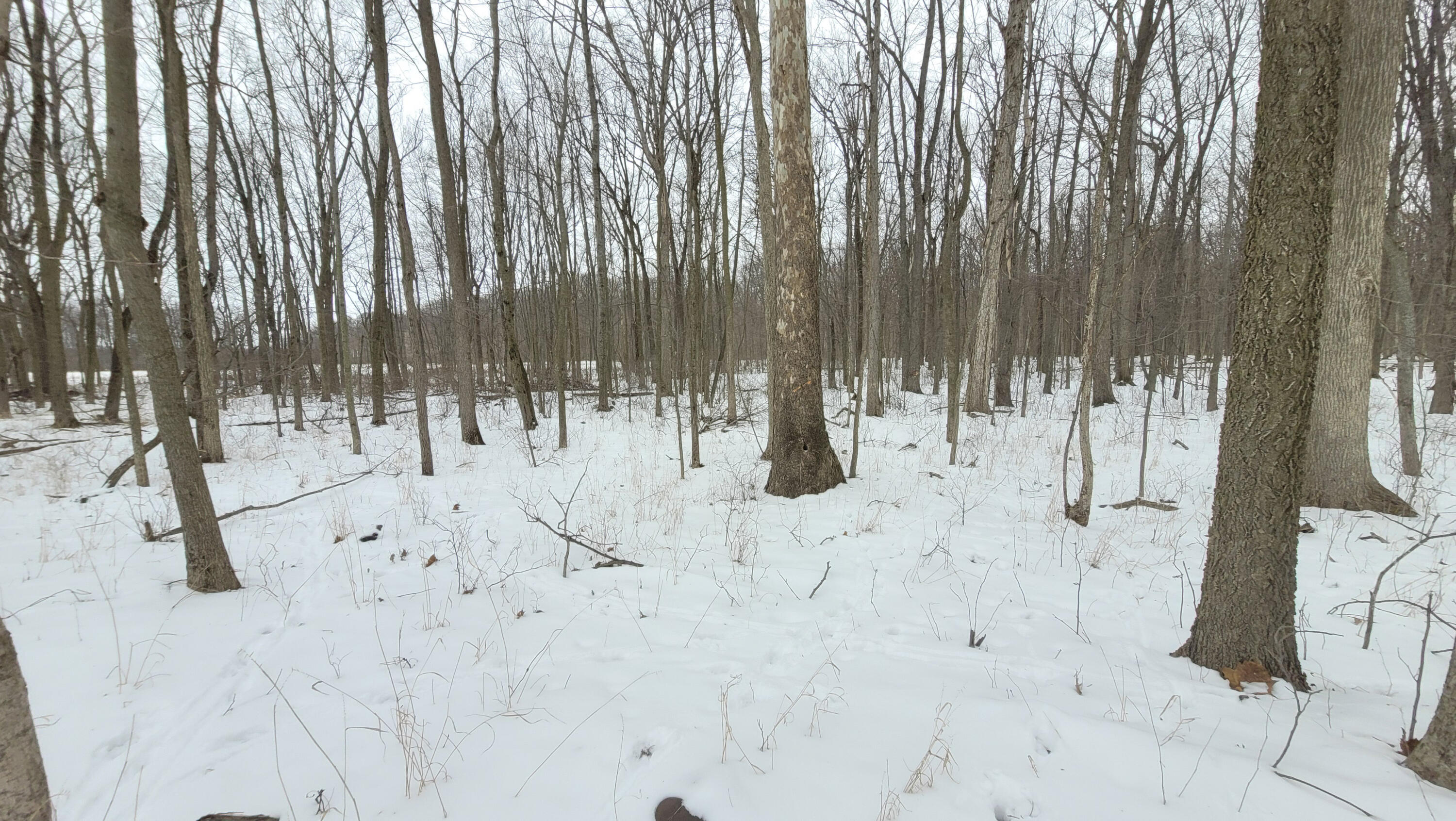 368 Cranson Road Bronson, MI 49028 - Photo 19 of 23 17-20260124_150955