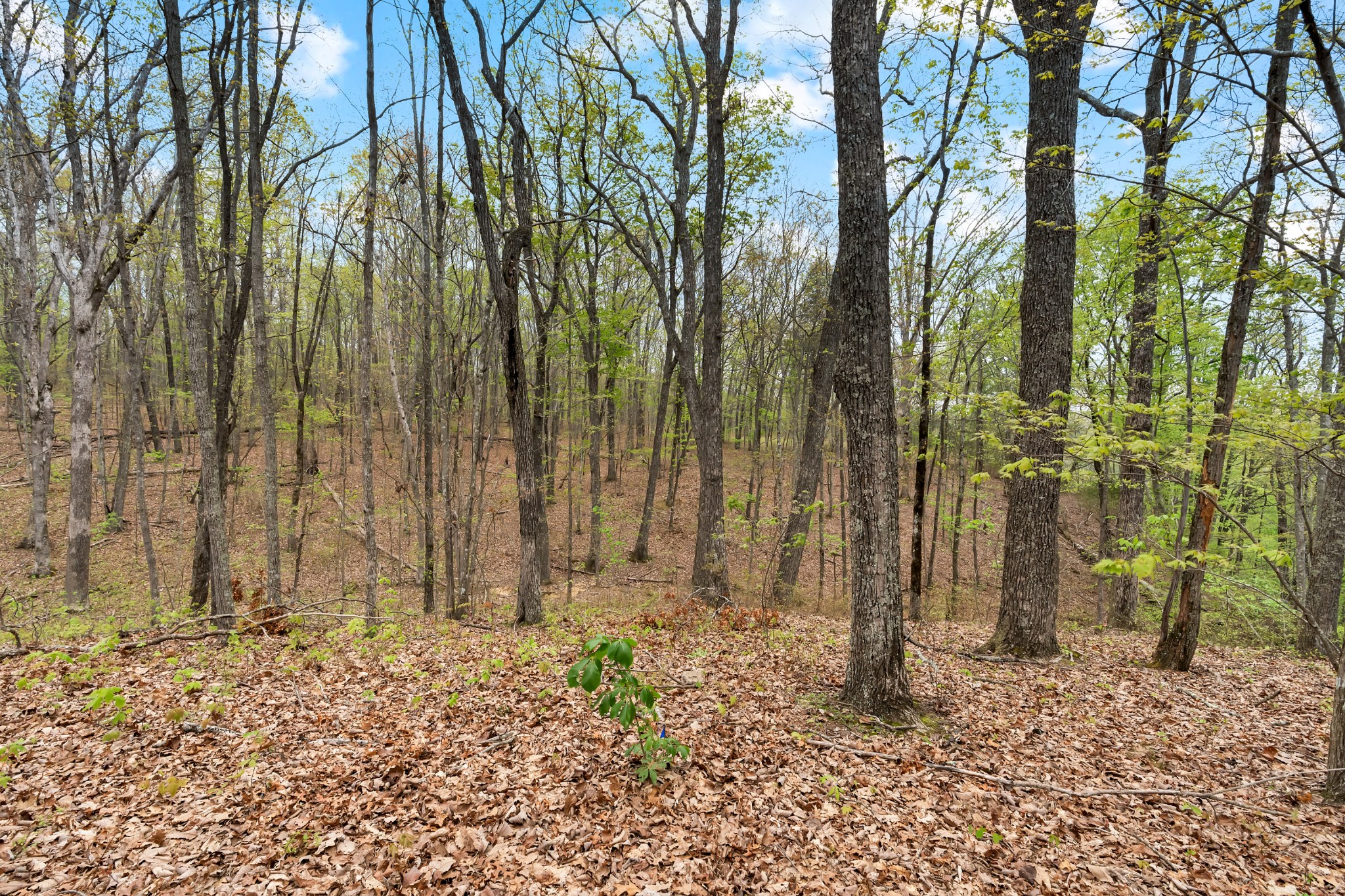 1702 Ridge Cliff Drive Monteagle, TN 37356 - Photo 48 of 54 Gallery Image 48