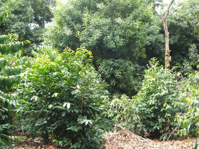 84-1126 Tobacco Road Captain Cook, HI 96704 - Photo 10 of 14 Gallery Image 10