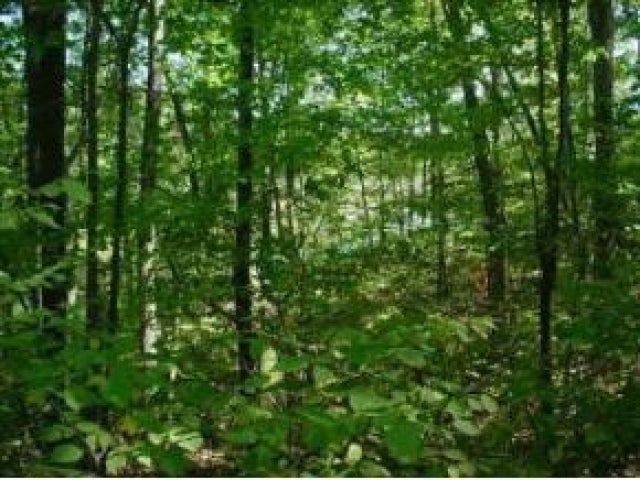 Lot #2 Gunlock Lake Road Minocqua, WI 54548 - Photo 2 of 9 Gallery Image 2