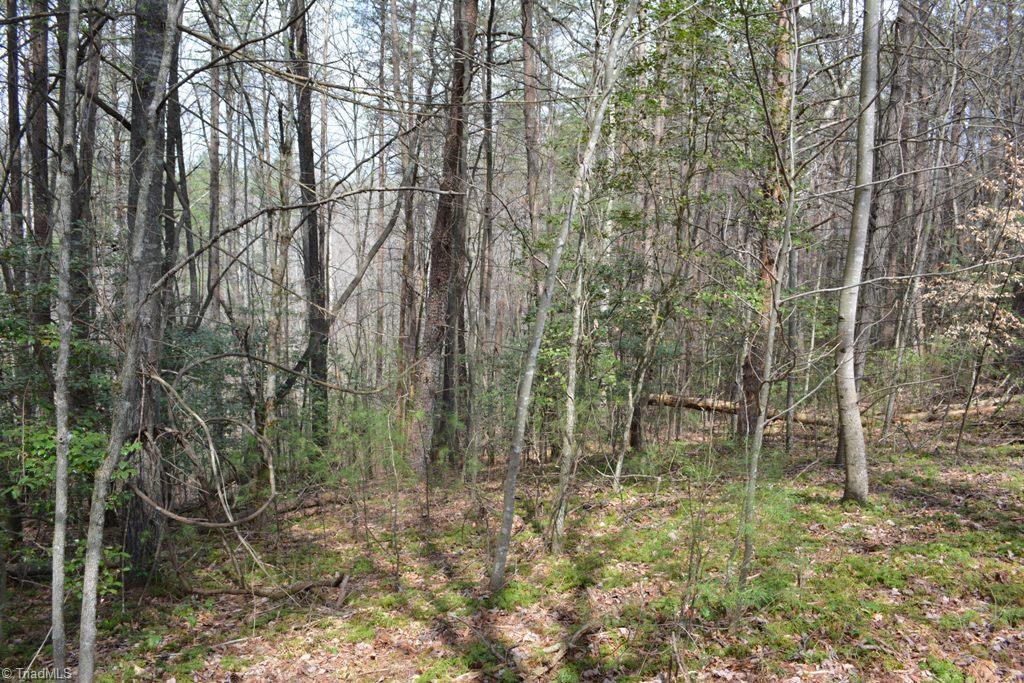 390 Mitchell Ridge Road Elkin, NC 28621 - Photo 18 of 20 More of the wooded area behind the home
