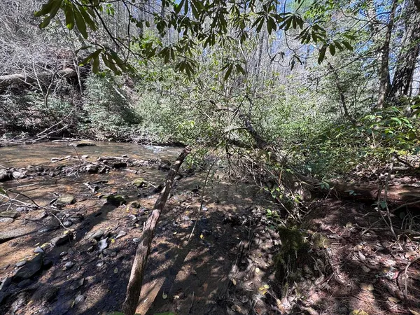 a view of a large tree